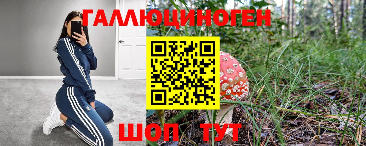Донской  Галлюциногенные грибы Psilocybine cubensis  Вход с VPN 